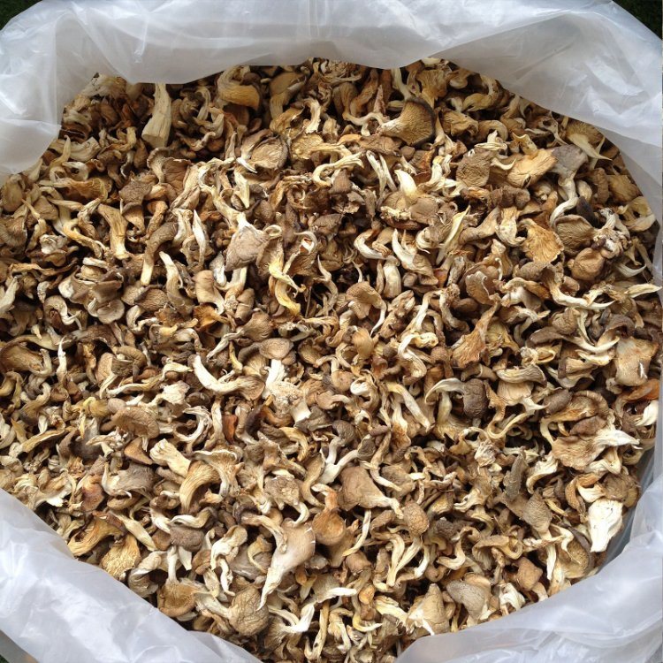 Dried Shimeji Mushroom Hypsizgus Mushroom