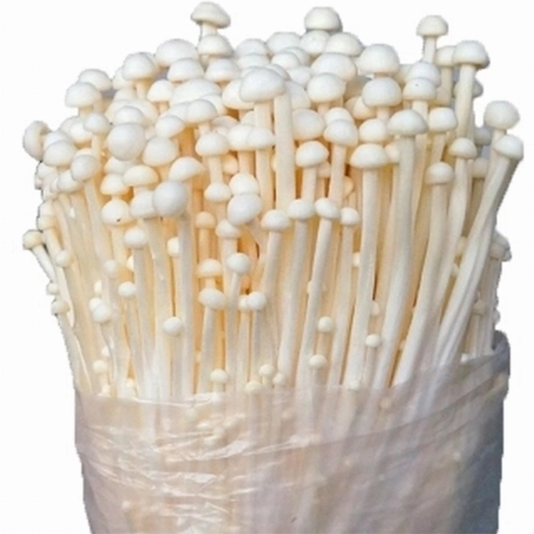 Canned Green Cultivated Enoki Mushroom in Water