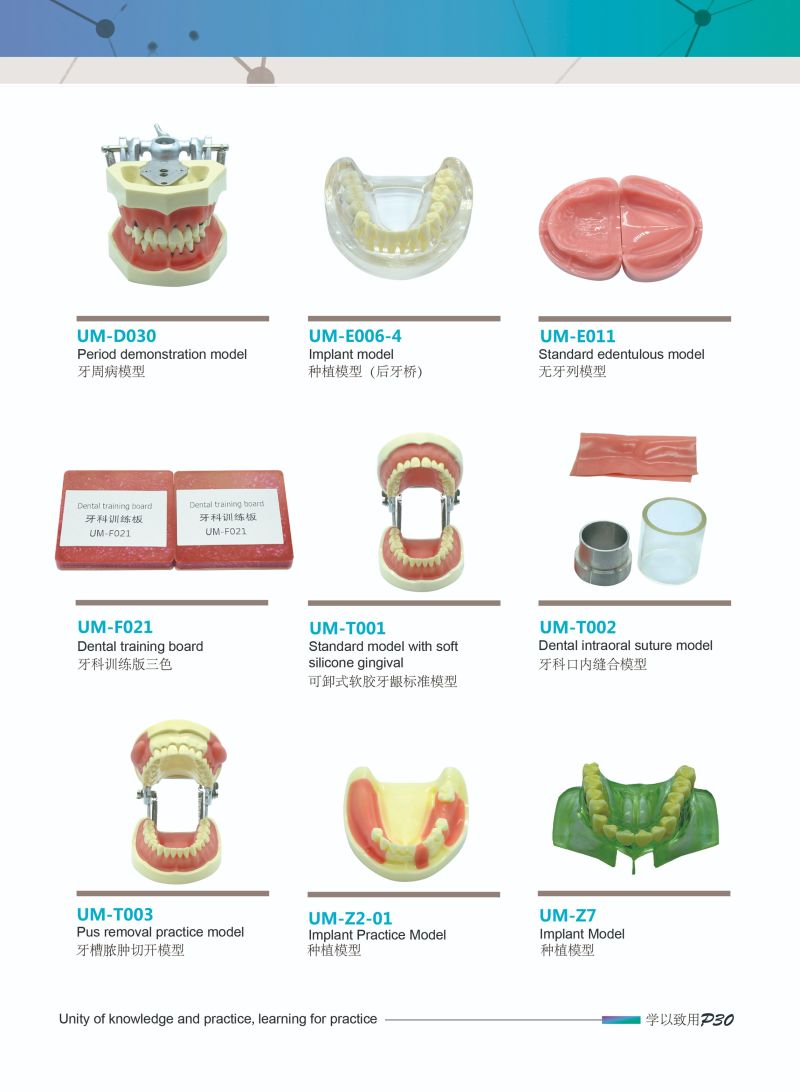 Implant with Ball Attachments Model Teaching Tooth Model Practice Model
