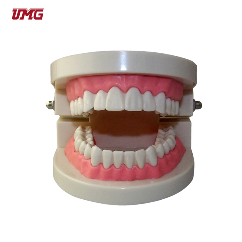 Wholesale School Supplies Dental Model and 1/2 Standard Brushing Model