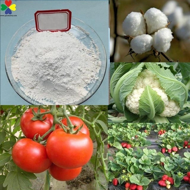 Hot Sale Promote Tuber Crops Somatropin Dcpta 98%Tc 80%Sp