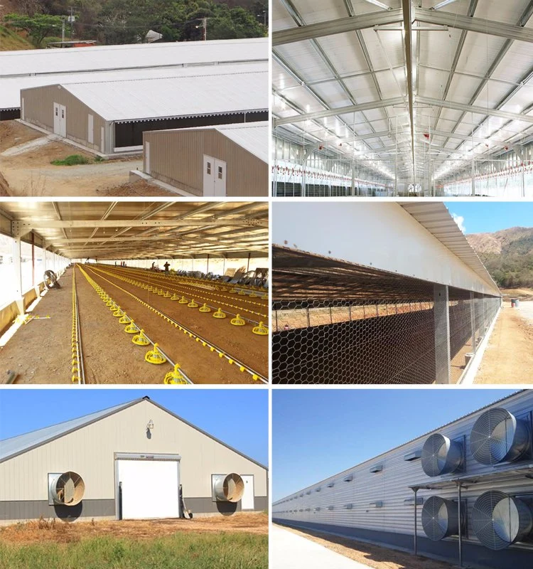 Galvanized Steel Structure Chicken House/ Poultry House Shed