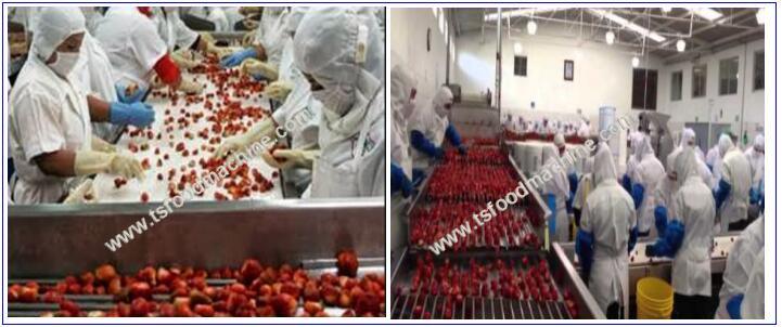 Dried Strawberry Pre-Processing Equipment, Strawberry Production Equipment