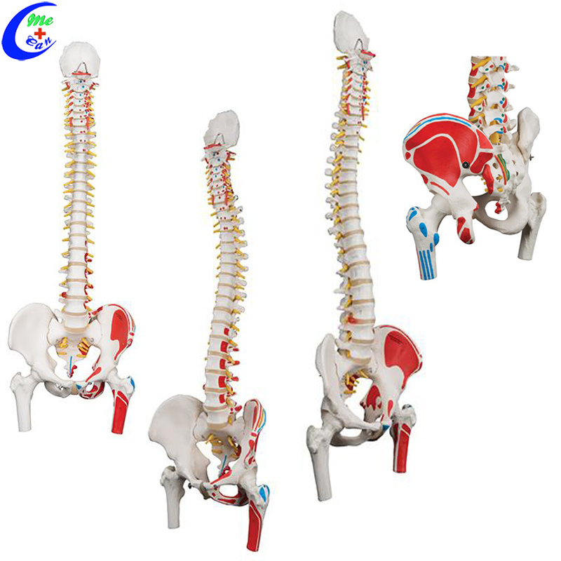 Spine Anatomical Model Colored Flexible Vertebral Column Model