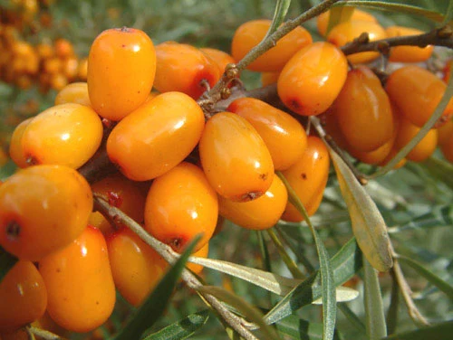 Seabuckthorn Extract 20% Flavonoids for Functional Food and Beverage