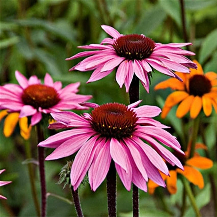 Echinacea Purpurea/Echinacea Extract