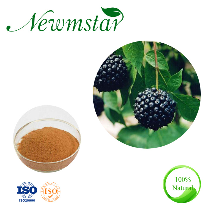 Purity Siberian Ginseng Extract Eleutheroside 0.8% Eleutherococcus Senticosus Extract