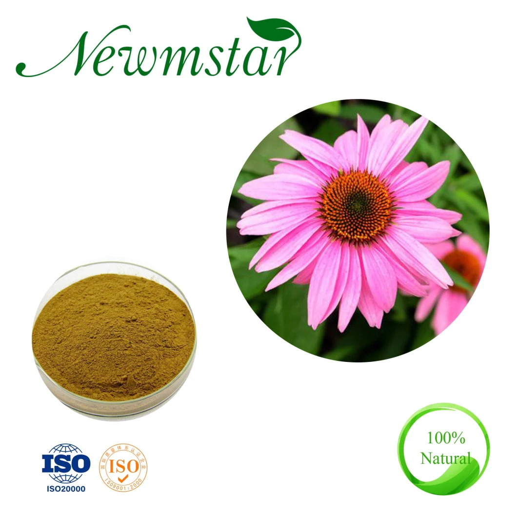 Pure Herbal Extract Echinacea Purpurea Extract with 4% Polyphenols and Cichoric Acid