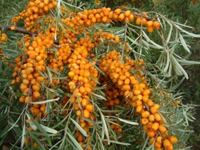 Seabuckthorn Extract 20% Flavonoids for Functional Food and Beverage