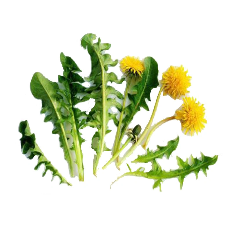 SGS Certificatied Dandelion Extract, Dandelion Root Extract Flavones 5%