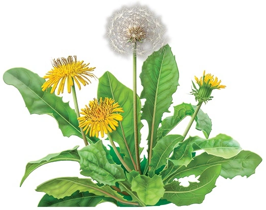 Pharmaceutical Grade Dandelion Extract Bulk Powders