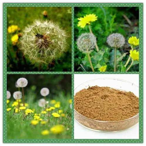 Factory Direct Supply 100% Natural Dandelion Extract