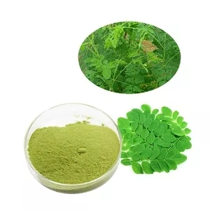 Organic Moringa Oleifera Leaf Extract Powder, Moringa Extract Powder