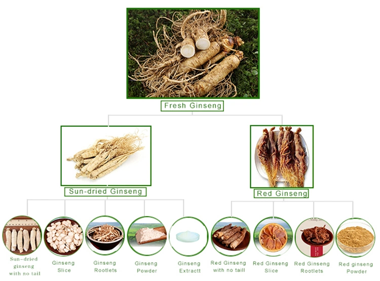 Panax Ginseng Extract 100% Natural Herbal Extract Gingseng Siberian