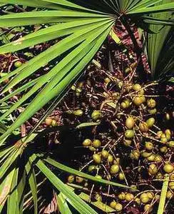 100% Pure Nature / High Quality Saw Palmetto Oil85%-95% Saw Palmetto Extract/Men's Heath