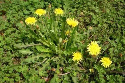 Brown Color Organic Dandelion Root Powder Dry Place Storage 2 Years Shelf Life/ Dandelion Root Powder