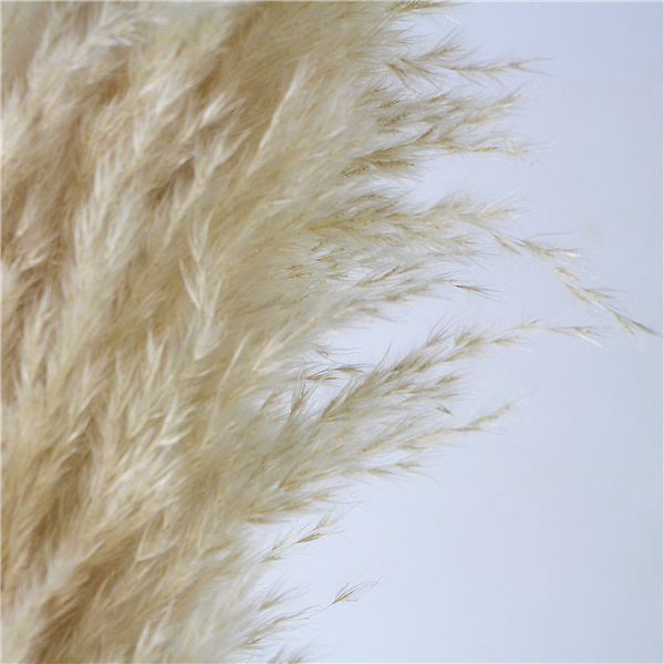 Wholesale Natural Dried Reed Large Decorative Pampas Grass for Wedding