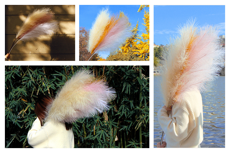 Wholesale Natural Dried Reed Large Decorative Pampas Grass for Wedding
