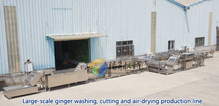 Large Melon Peeling Equipment Winter Melon Peeling Machine Automation Peeling Machine (TS-P138)