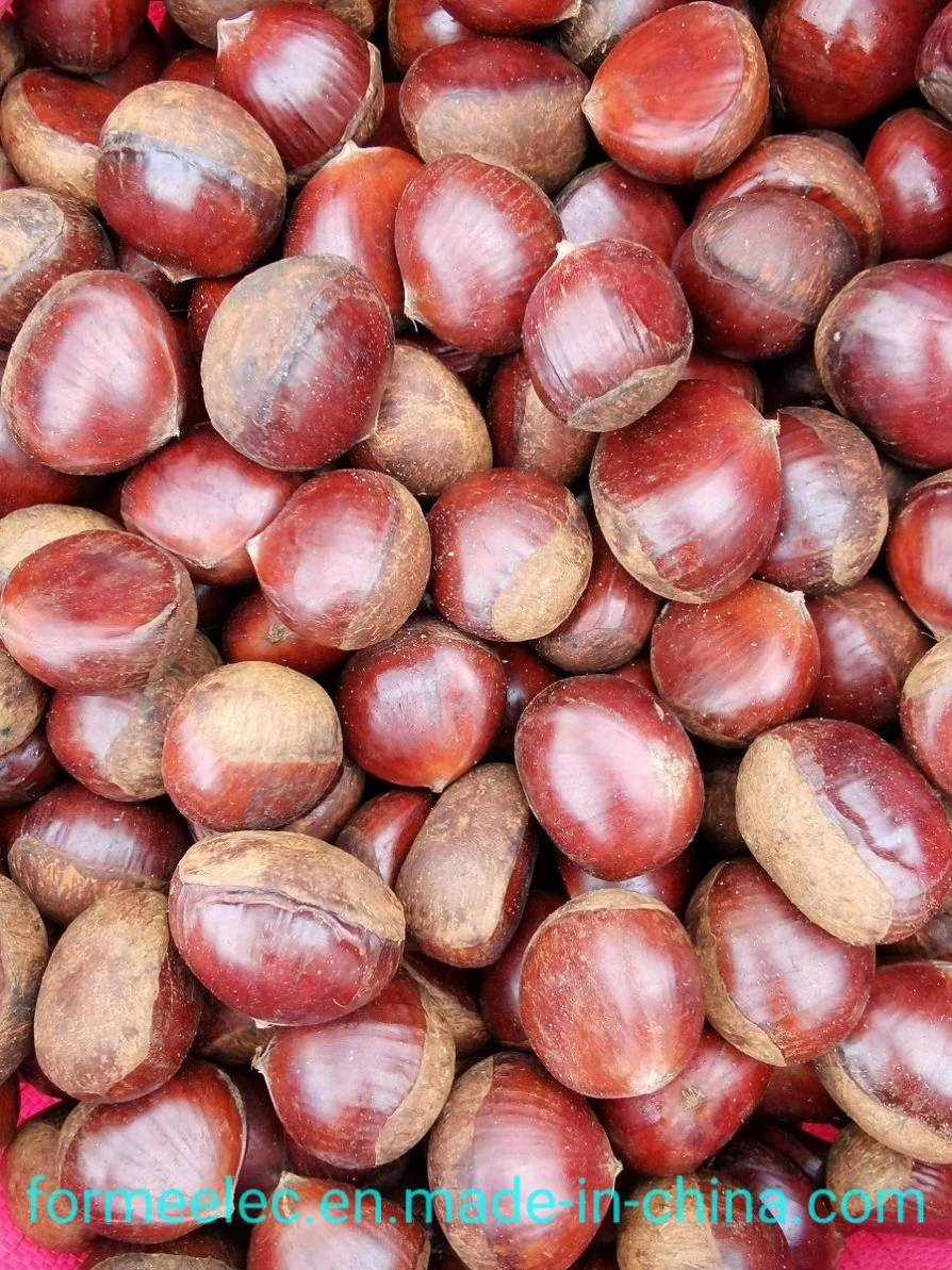 Chinese Fresh Chestnuts Dried Fruit China Chestnut Chinese Chestnut