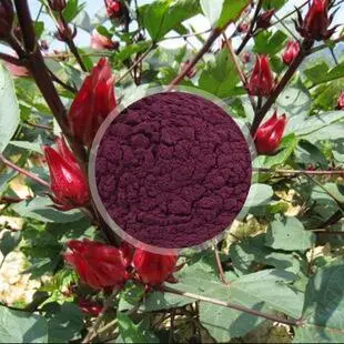 Organic Wholesale 100% Natural Pure Red Rose Flower Petal Extract Powder for Costmetic