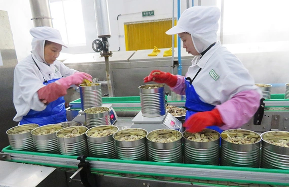 Canned Food Mushroom Canned Nameko with Best Price