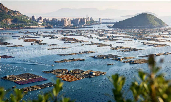 Hot Selling Canned Mackerel Brands