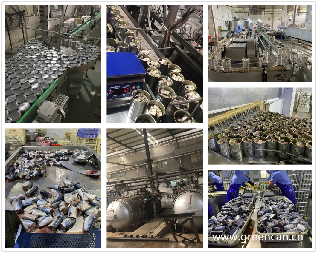 Canned Seafood Canned Mackerel in Brine/Water Export by China Wholesale