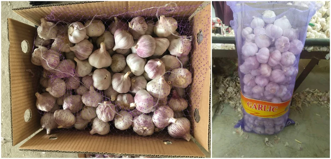 Wholesale Fresh Garlic / Fresh White Garlic / Fresh Garlic Price