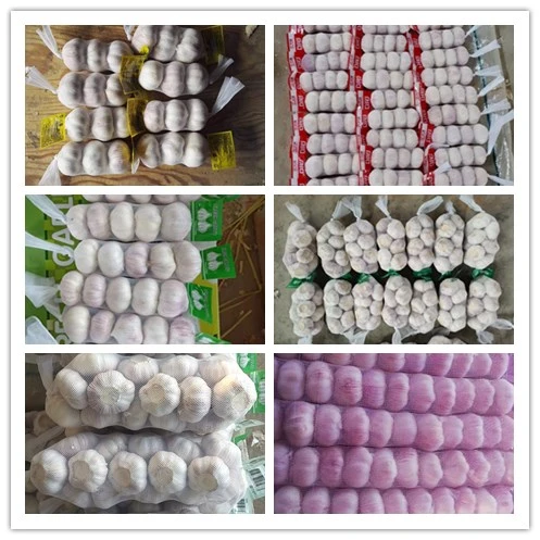 Wholesale Fresh Garlic / Fresh White Garlic / Fresh Garlic Price