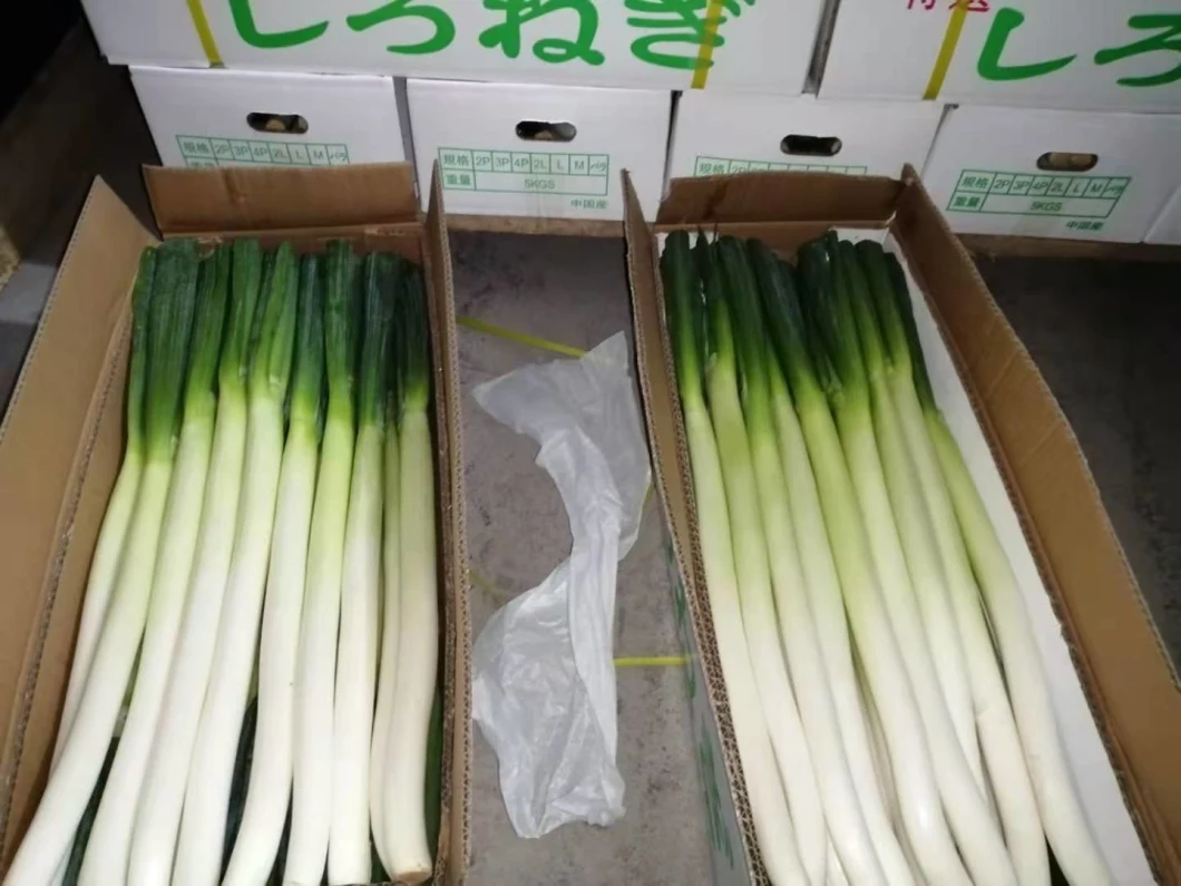 Fresh Scallion/Fresh Welsh Onion/Fresh Leek Bulk Price