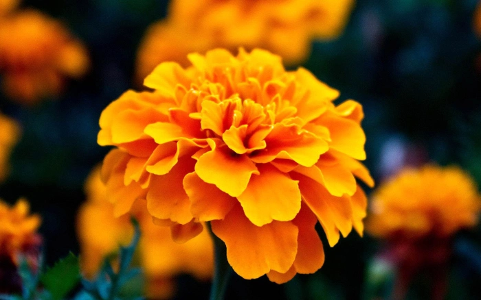 10% 20% 80% Natural Marigold Extract Lutein Powder