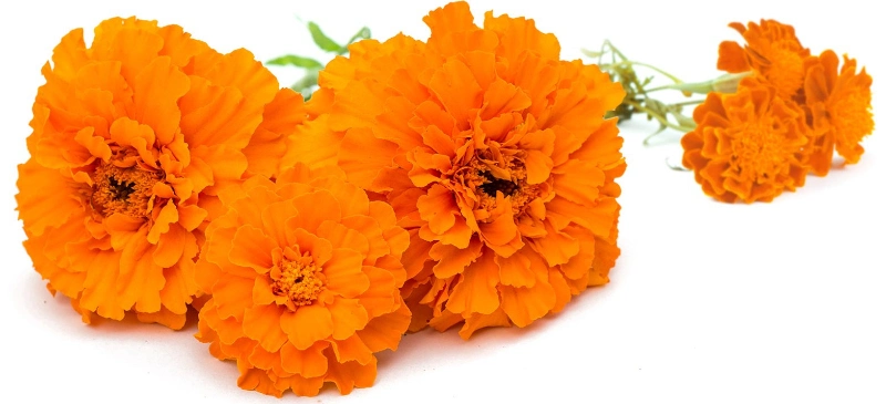 10% 20% 80% Natural Marigold Extract Lutein Powder