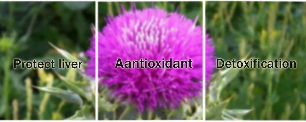 Wholesale Milk Thistle Supplement Silymarin Milk Thistle Seed Milk Thistle Extract