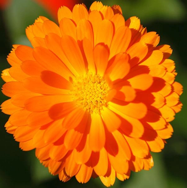 10% 20% 80% Natural Marigold Extract Lutein Powder