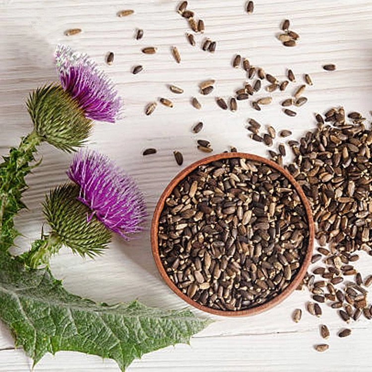 Wholesale Milk Thistle Supplement Silymarin Milk Thistle Seed Milk Thistle Extract