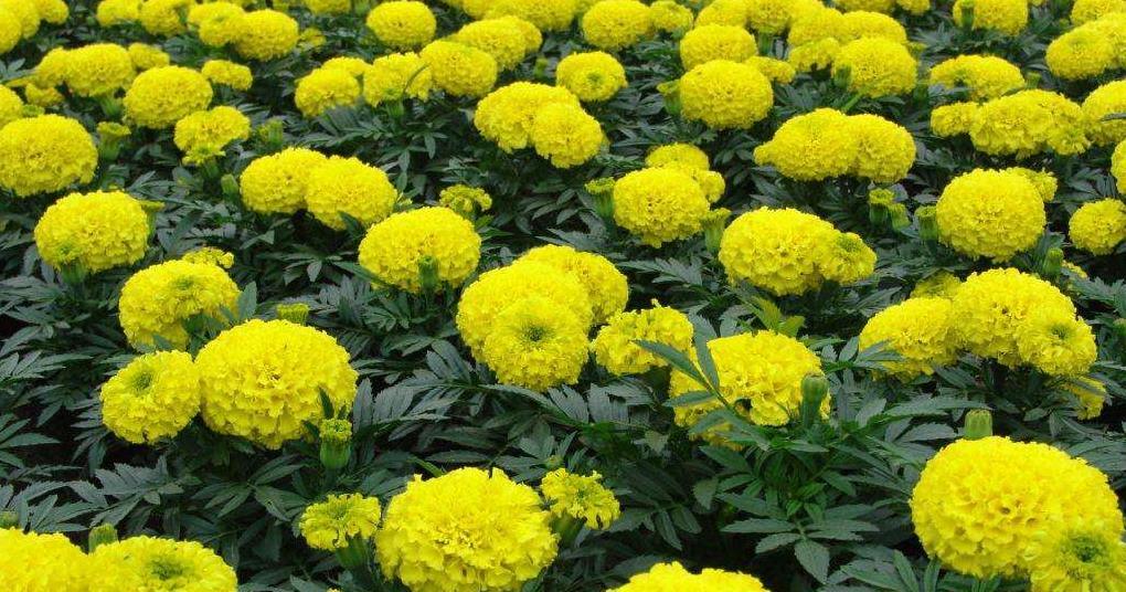 Pure Natural Xanthophyll/Lutein/Marigold Flower Extract