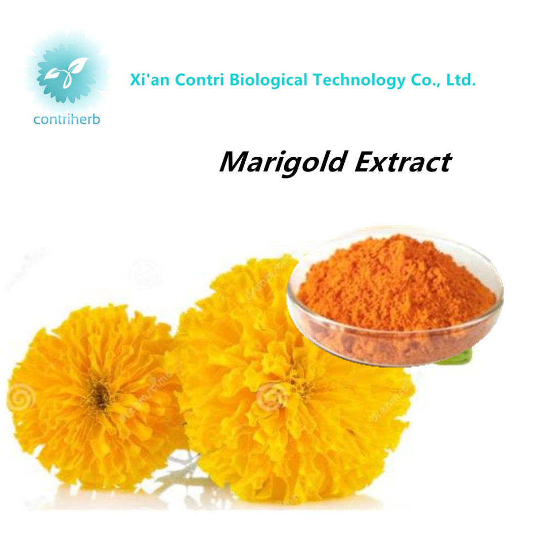 Pure Natural Xanthophyll/Lutein/Marigold Flower Extract