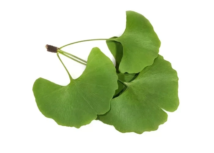 Natural Ginkgo Biloba Extract 24% Flavones 6% Lactones for Health Care