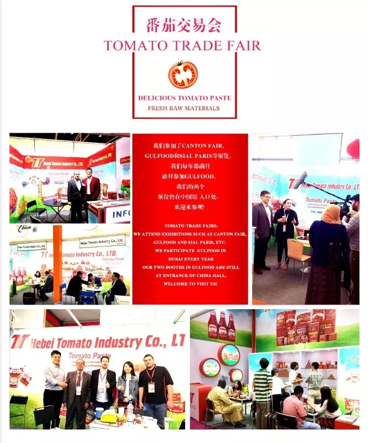 OEM Tomato Paste Buyers Double Concentrated Tomato Paste Ginny Brand for Burkina Faso