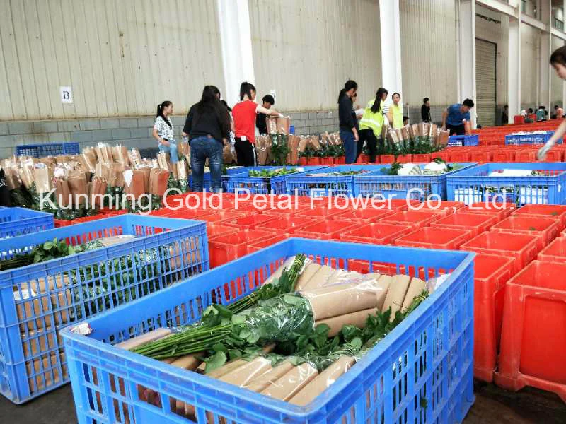Wholsales Wonderful Quality Fresh Cut Flower Spray Red Carnation