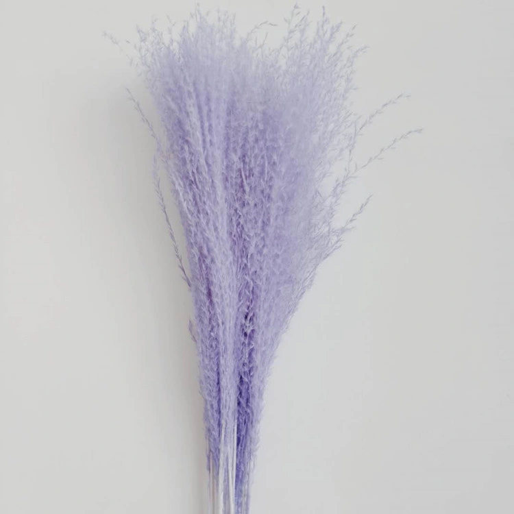 Qualified Wholesale Ornamental Flower Decorative Dried Horsetail Whisk Fly Whisk Purple for Florist